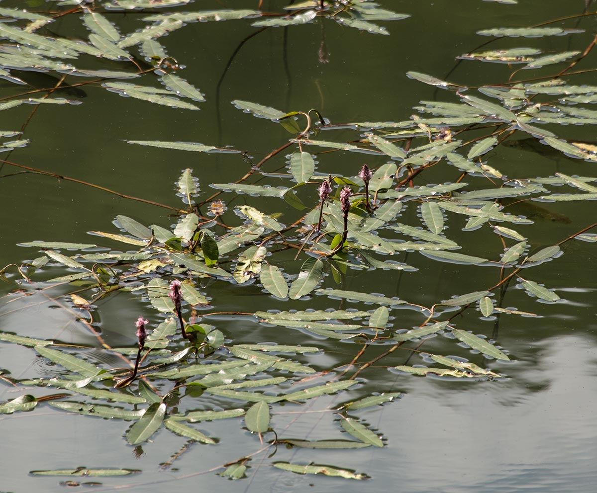 Schwimmblätter